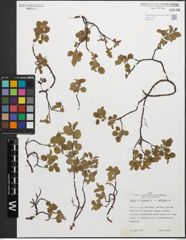 Foto von Salix glauca L. x Salix herbacea L.
